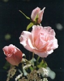 St-Pierre, Thérèse