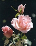 McKenzie, Hénédine